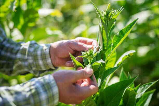 ГМО тютюна на Филип Морис